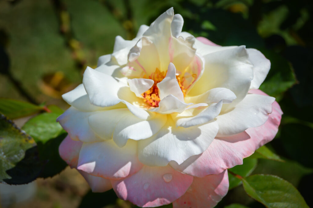 white and pink rose in full bloom
